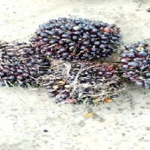 unripe_valid (236).jpg