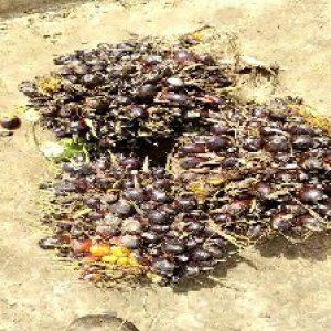 unripe_valid (238).jpg