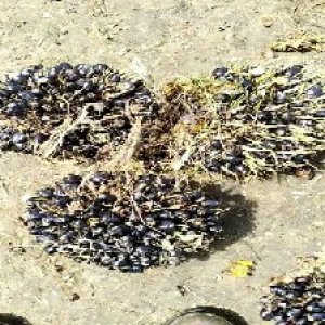 unripe_valid (239).jpg