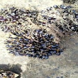 unripe_valid (242).jpg