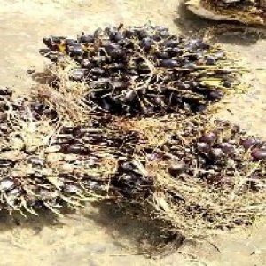 unripe_valid (243).jpg