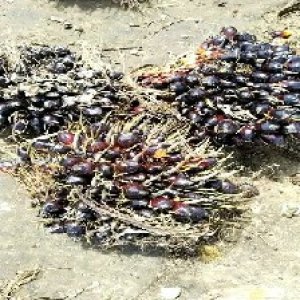 unripe_valid (246).jpg