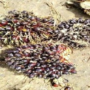 unripe_valid (247).jpg