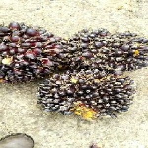 unripe_valid (248).jpg