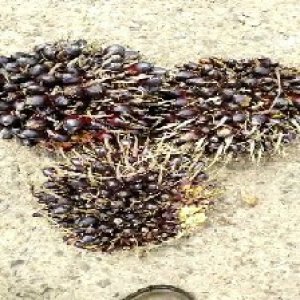 unripe_valid (250).jpg