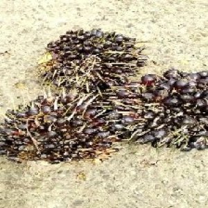 unripe_valid (251).jpg