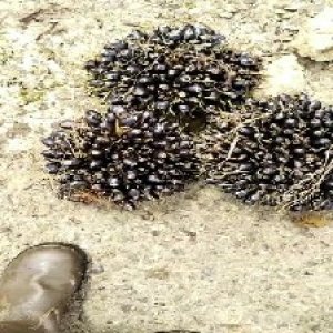 unripe_valid (254).jpg