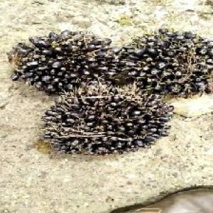 unripe_valid (255).jpg