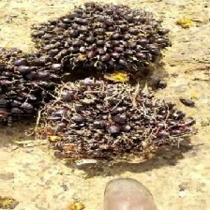 unripe_valid (257).jpg