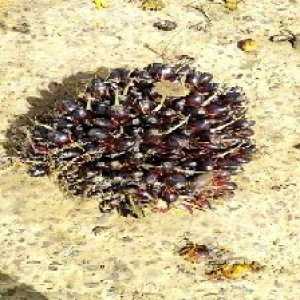 unripe_valid (258).jpg