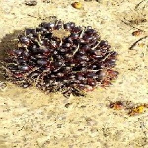 unripe_valid (259).jpg