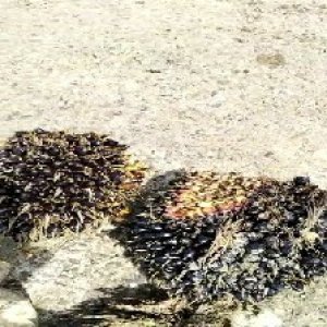 unripe_valid (261).jpg