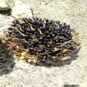 unripe_valid (263).jpg