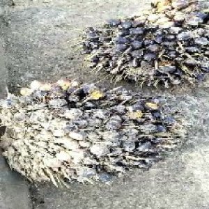 unripe_valid (265).jpg