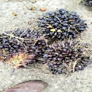 unripe_valid (267).jpg