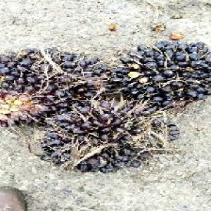 unripe_valid (268).jpg