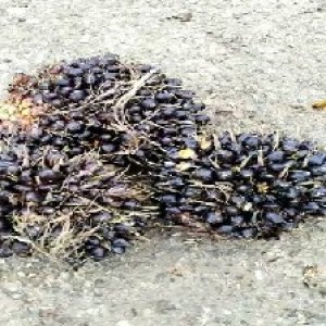 unripe_valid (269).jpg