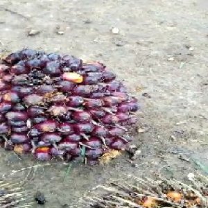 unripe_valid (27).jpg