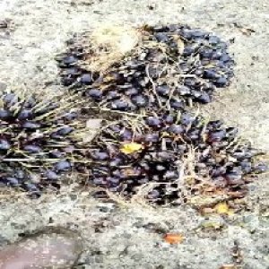 unripe_valid (271).jpg