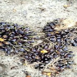 unripe_valid (272).jpg