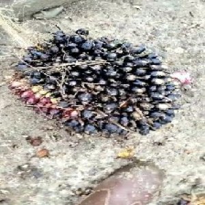 unripe_valid (273).jpg