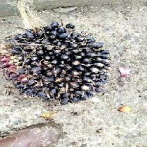 unripe_valid (274).jpg