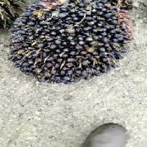 unripe_valid (275).jpg