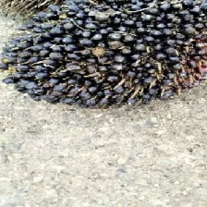 unripe_valid (278).jpg