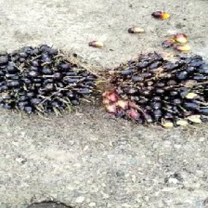 unripe_valid (279).jpg