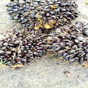 unripe_valid (58).jpg