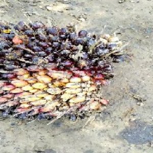 unripe_valid (6).jpg