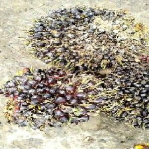 unripe_valid (60).jpg