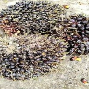 unripe_valid (61).jpg