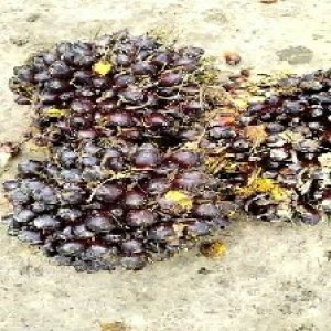 unripe_valid (64).jpg