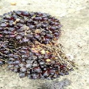 unripe_valid (67).jpg