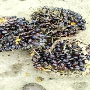 unripe_valid (69).jpg