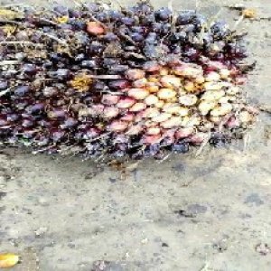 unripe_valid (7).jpg