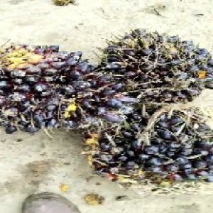 unripe_valid (70).jpg