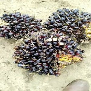 unripe_valid (71).jpg