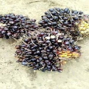 unripe_valid (72).jpg