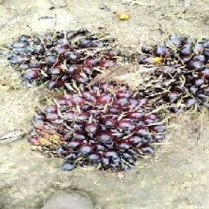 unripe_valid (74).jpg