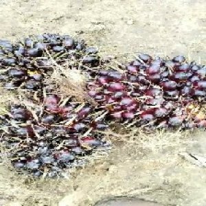 unripe_valid (75).jpg