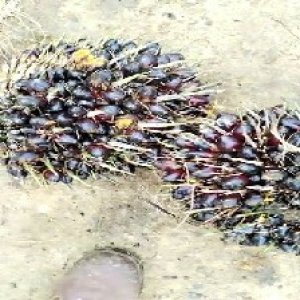 unripe_valid (76).jpg