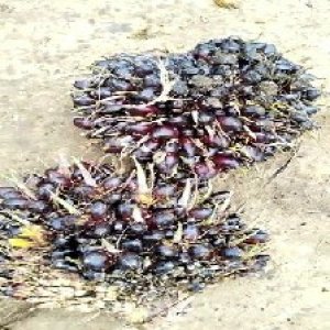 unripe_valid (77).jpg