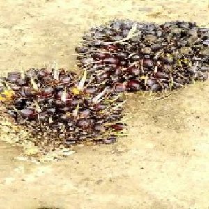 unripe_valid (79).jpg