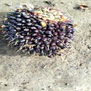 unripe_valid (8).jpg