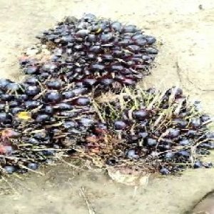 unripe_valid (80).jpg