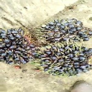 unripe_valid (82).jpg