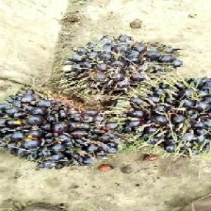 unripe_valid (83).jpg