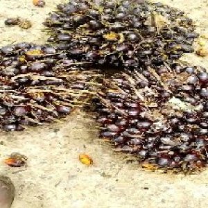 unripe_valid (84).jpg